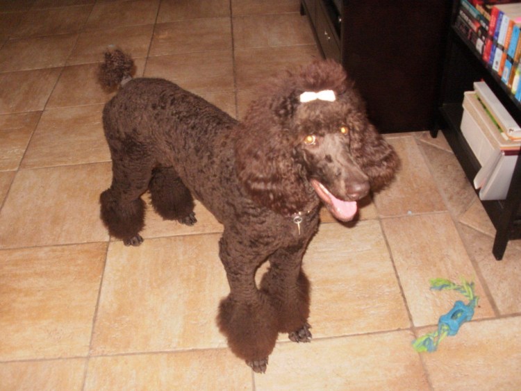 Пудель стрижка Лев классический