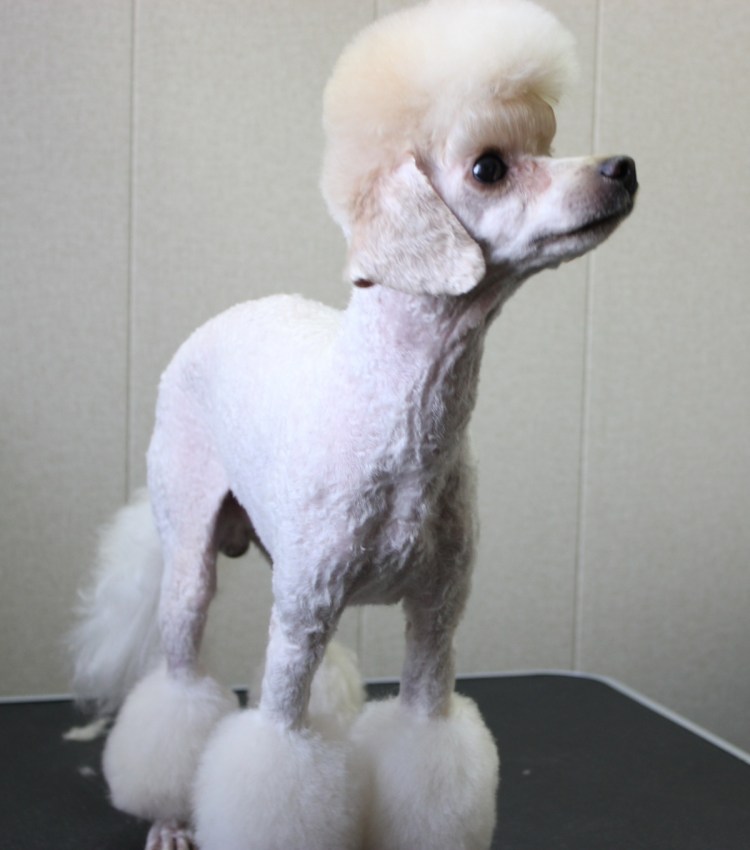 Груминг собак