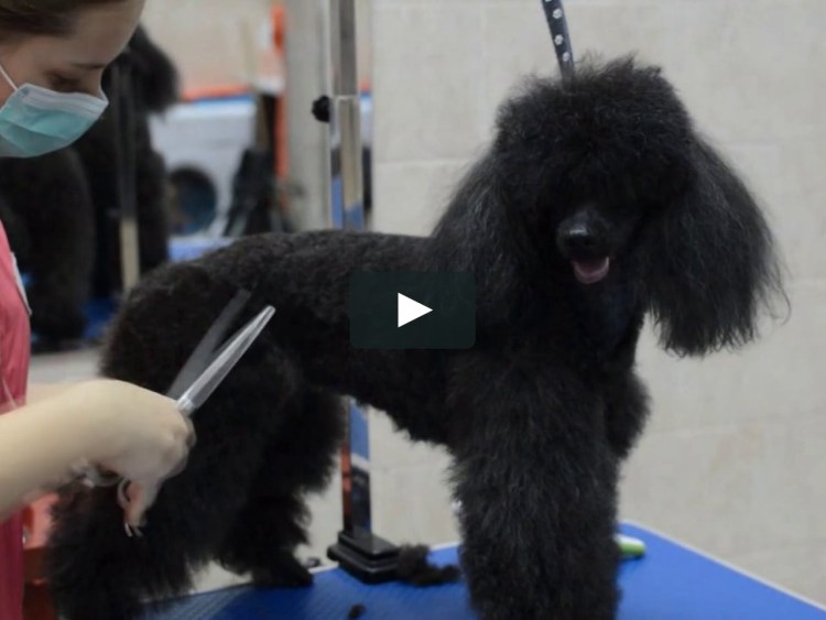 Стрижка той пуделя