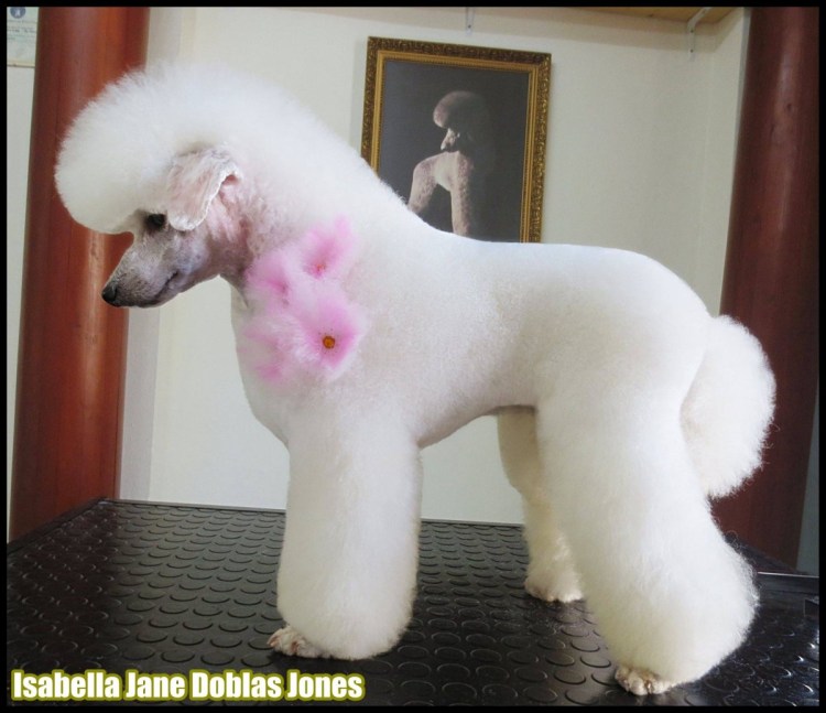 Пудель стриженный налысо