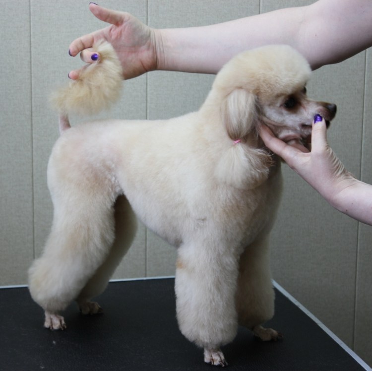 Карликовый пудель груминг