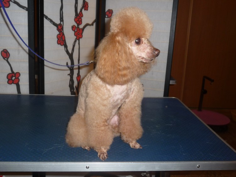 Той пудель стрижка Лев