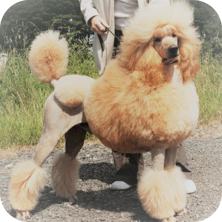 Королевский пудель груминг