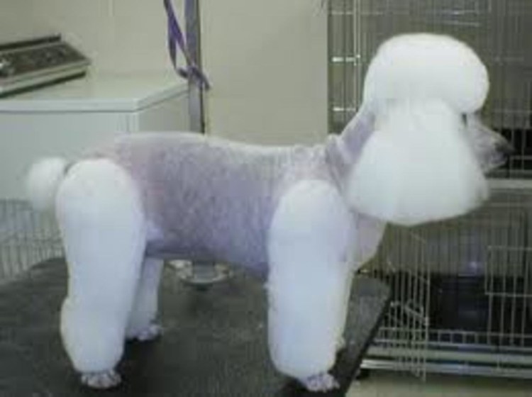 Стрижка лапы карликовый пудель