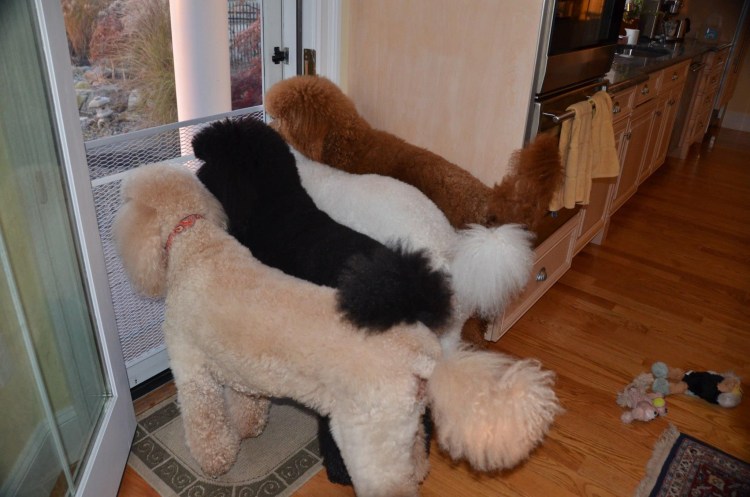 Стрижка креативная для малого пуделя