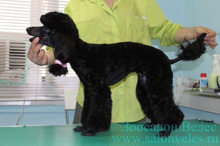 Подстричь пуделя ножницами