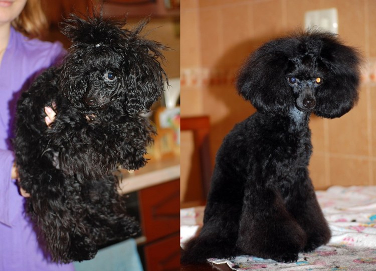 Стрижка ушей пуделя