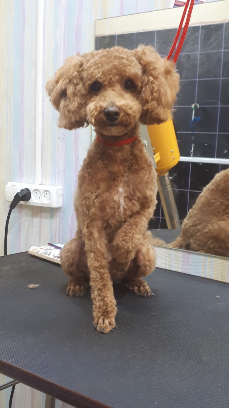 Карликовый пудель корейская стрижка