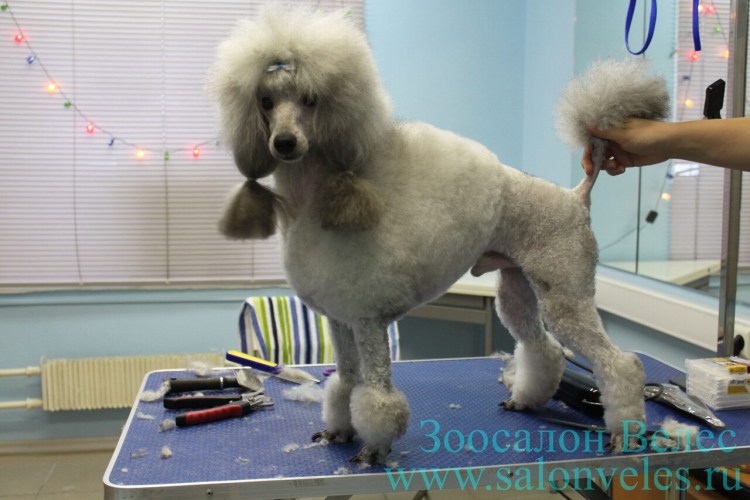 Стрижка пуделя Бишон