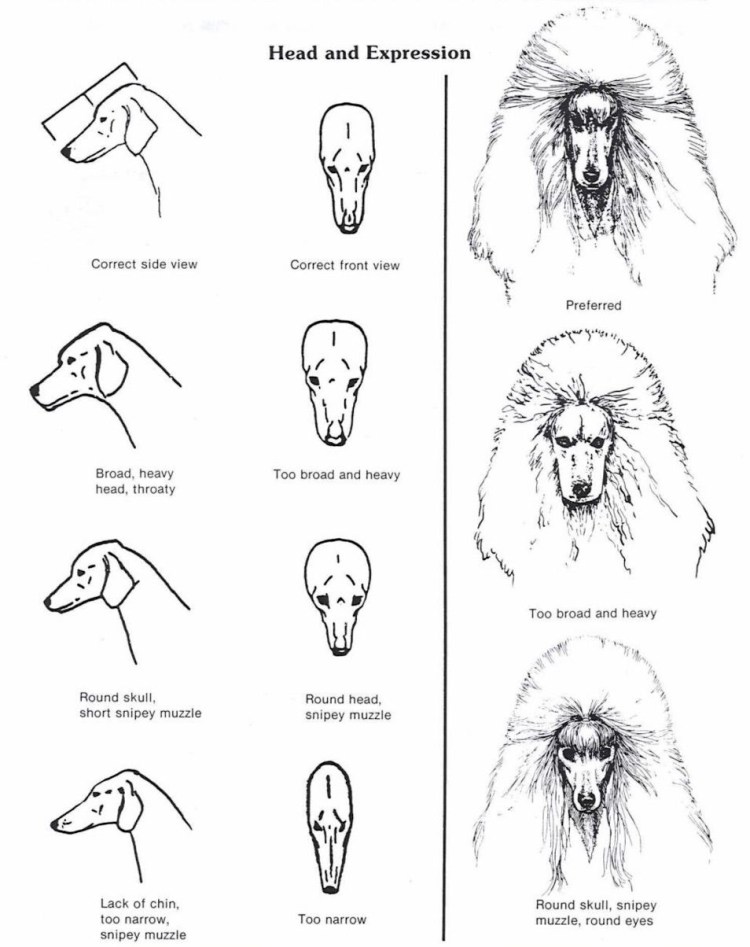 Схема стрижки пуделя Модерн