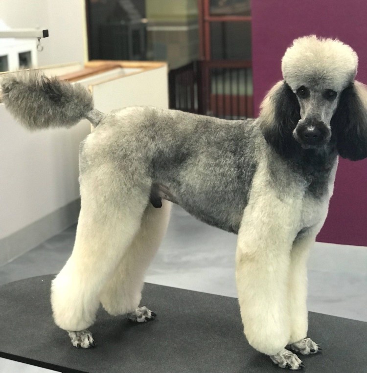 Грумер пудель