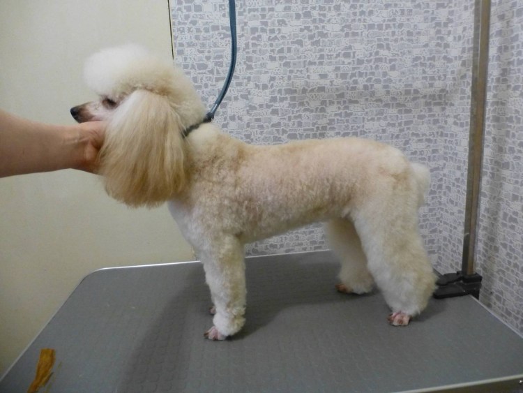 Королевский пудель стрижка Паппи