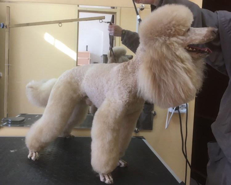 Королевский пудель лапы