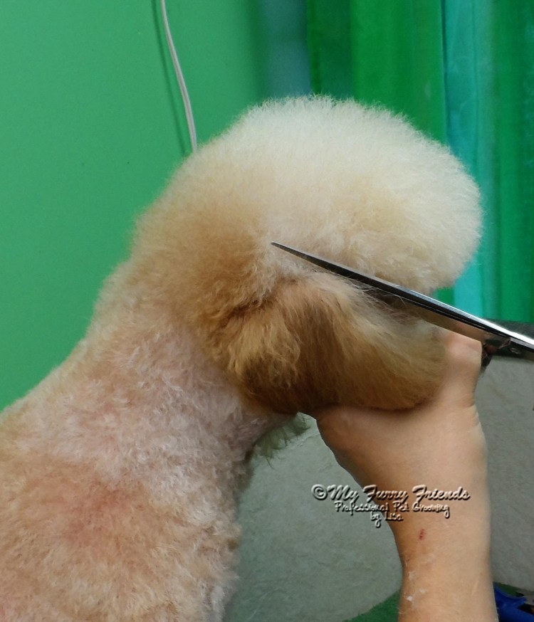 Стрижка пуделя в домашних