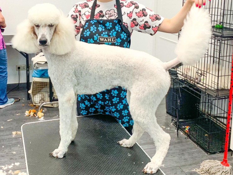 Пудель стрижка Овечка