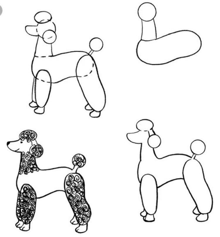 Стрижки для пуделей мальчиков