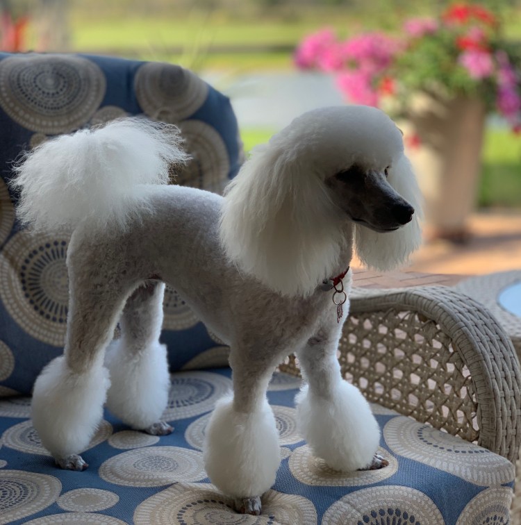 Ножницы для стрижки пуделя