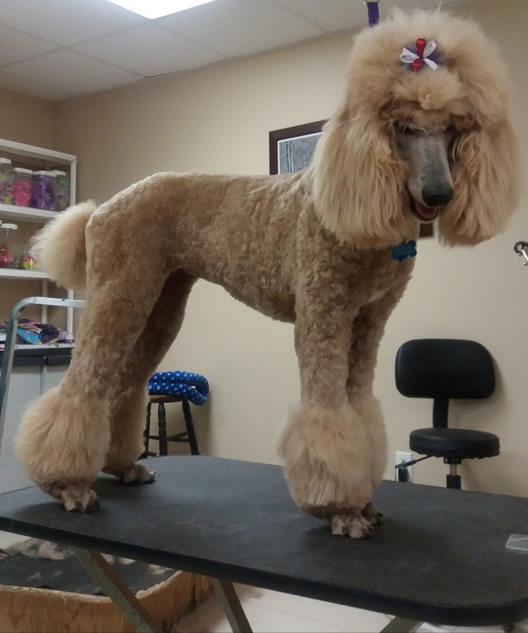 Подстриженный карликовый пудель