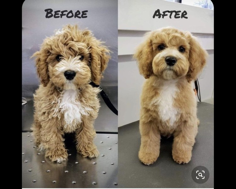 Бишон фризе стрижка азиатский стиль