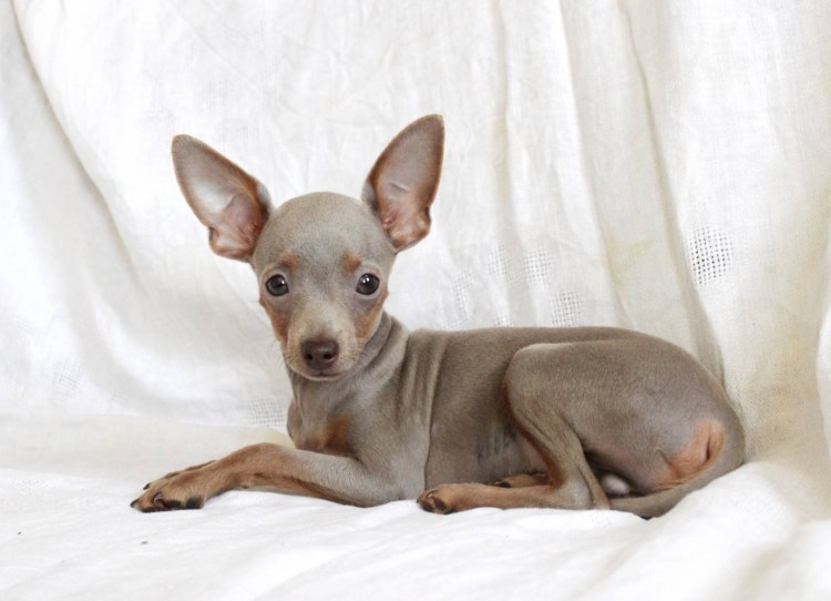 Той терьер лилово подпалый