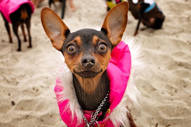 Собачки той терьер