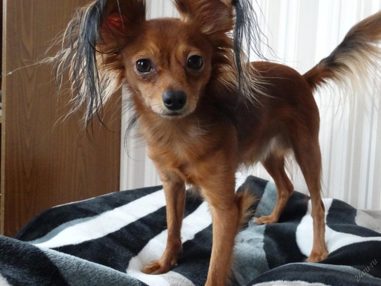 Той терьер длинношерстный