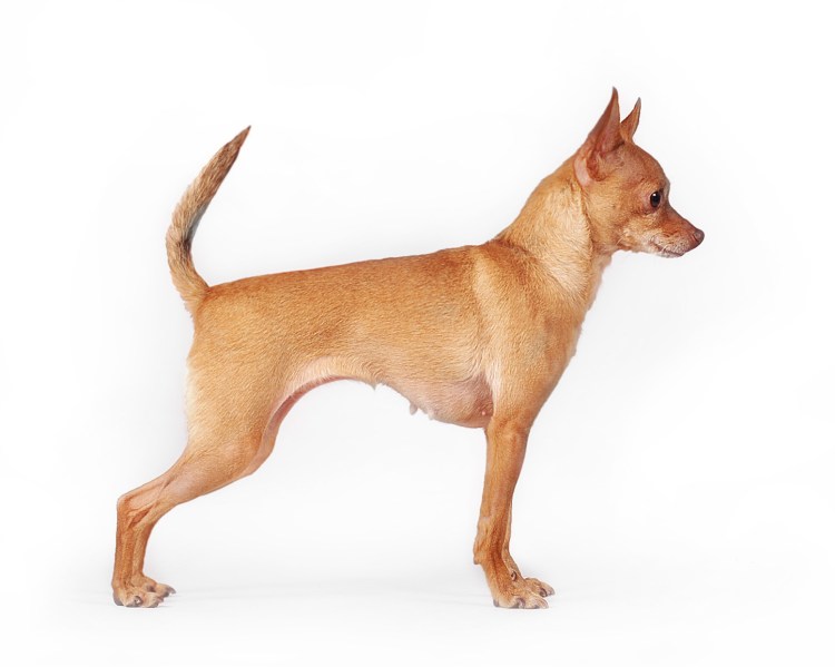 Терьер сбоку