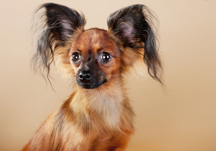 Той терьер трехцветный