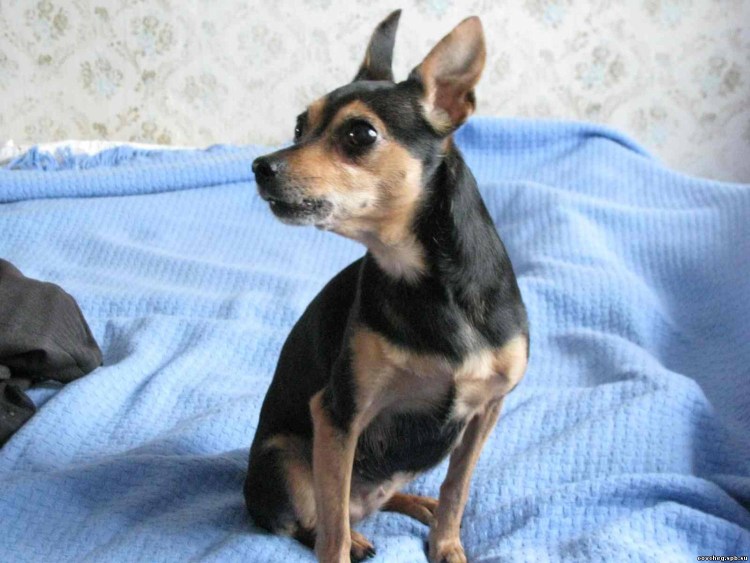 Собаки похожие на той терьера