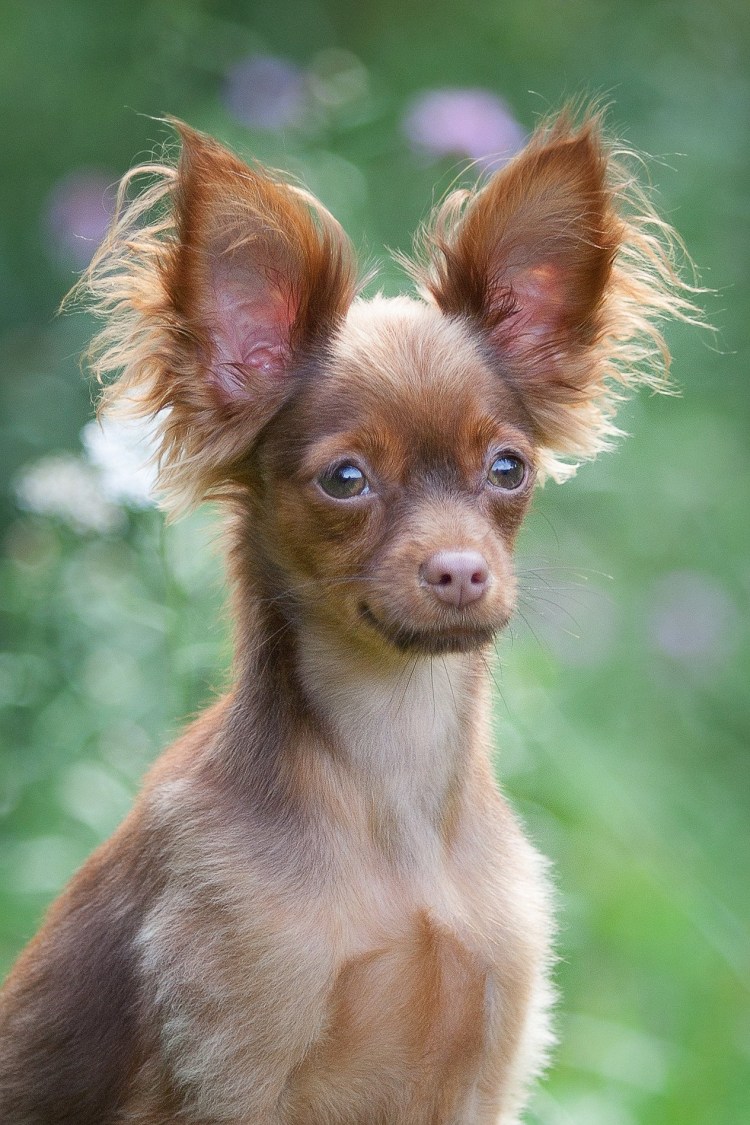 Тор терьер длинношерстный