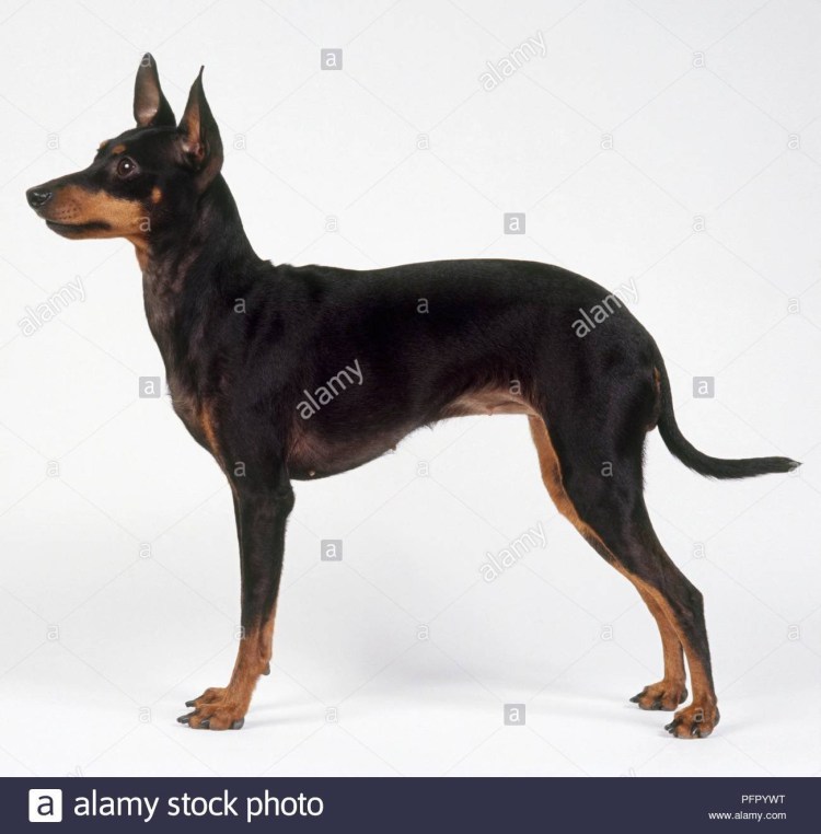 Английский черно-подпалый терьер