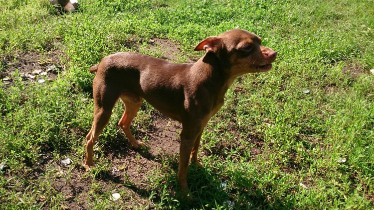 Коричневый терьер похожий на Вест