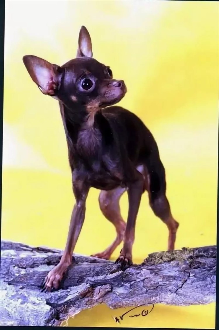 Чихуахуа лысая черная