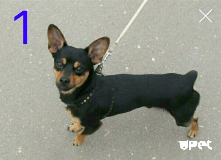 Коротколапый той терьер