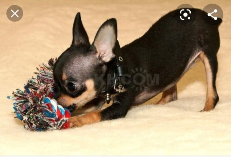 Русский той