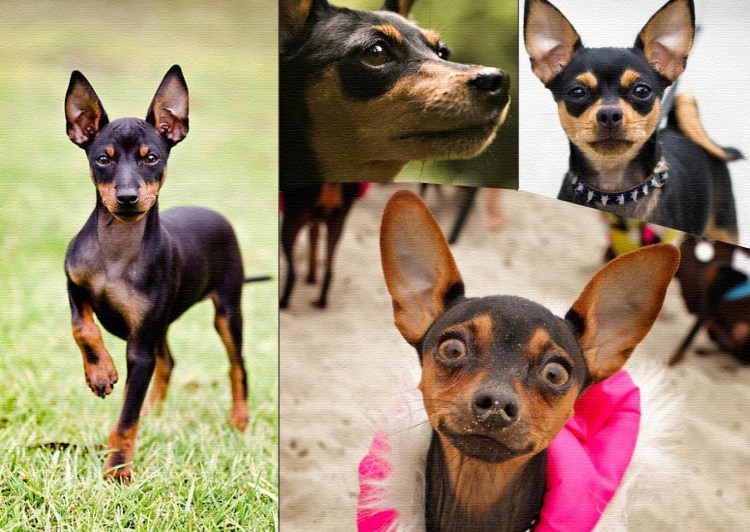 Той терьер средний