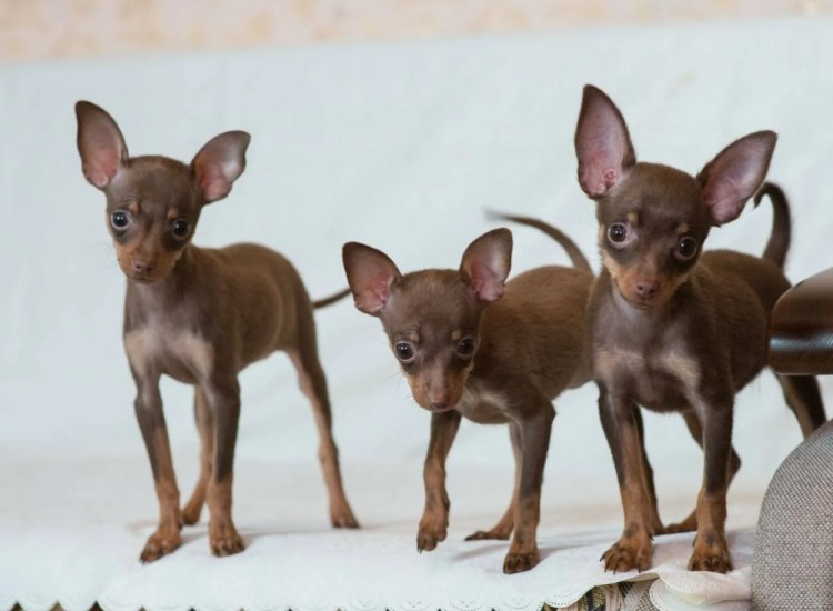 Русский той-терьер короткошерстный