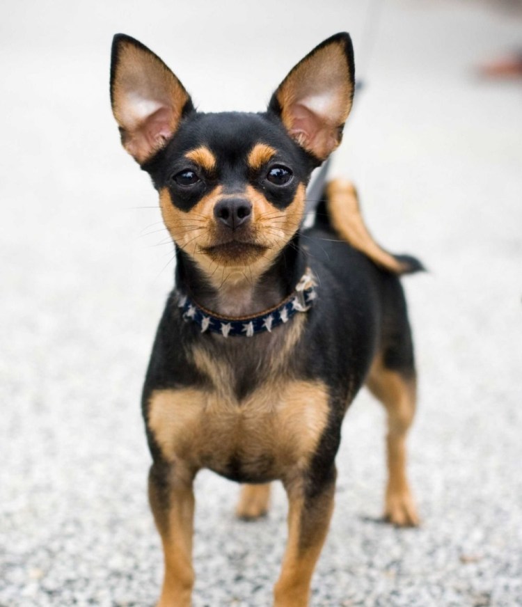 Русский той терьер гладкошерстный