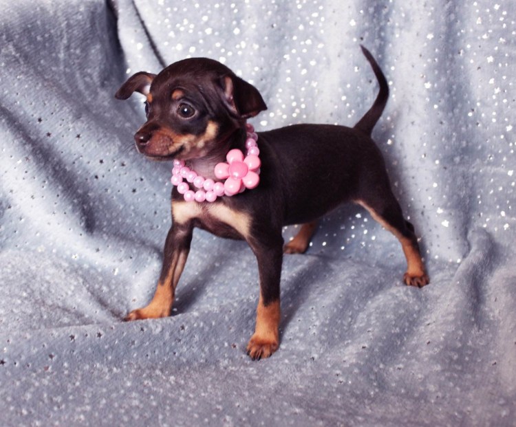 Цвергпинчер и такса метис