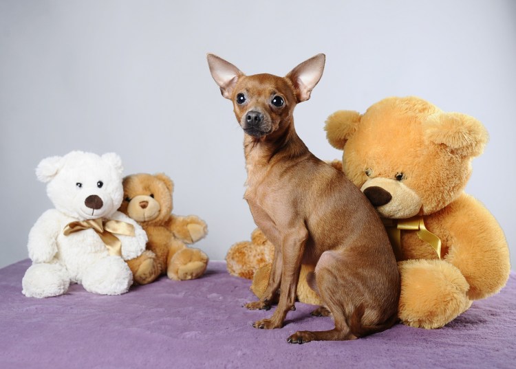 Игрушки для маленьких той терьеров