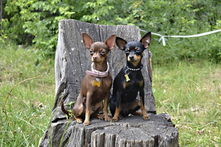 Тойчики порода собак
