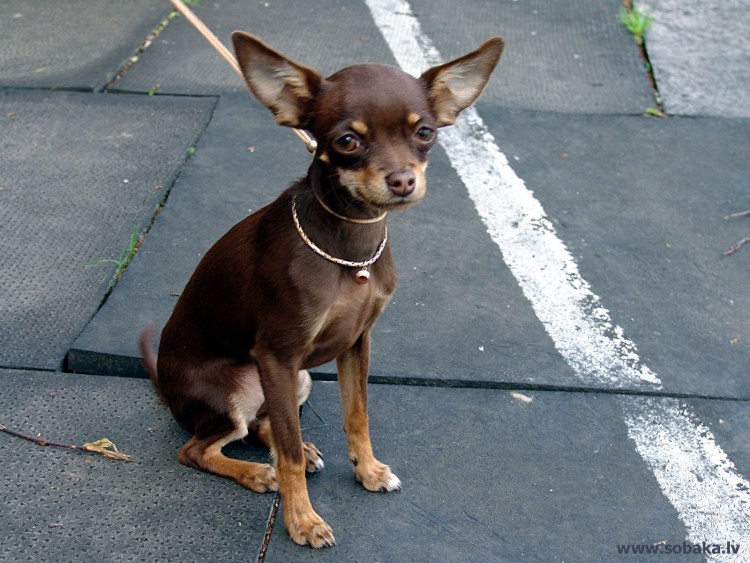 Русский той терьер гладкошерстный