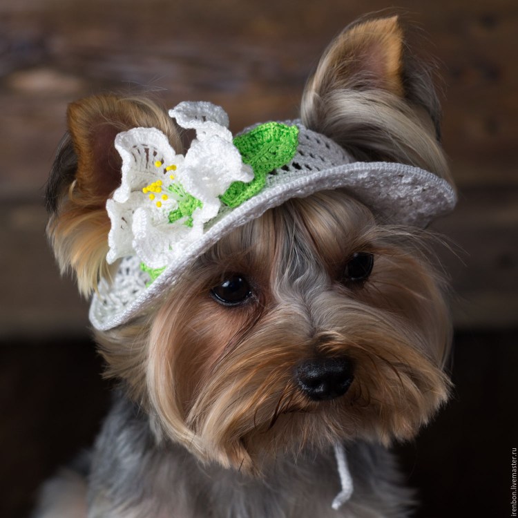 Вязаный терьер