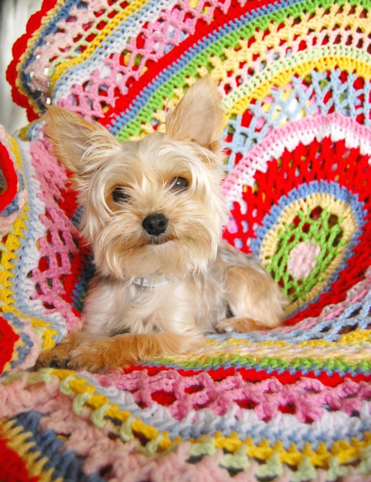 Йорк в колпаке