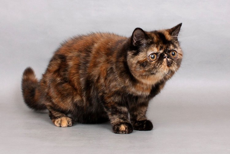 Окрасы экзотических кошек с фото и названиями