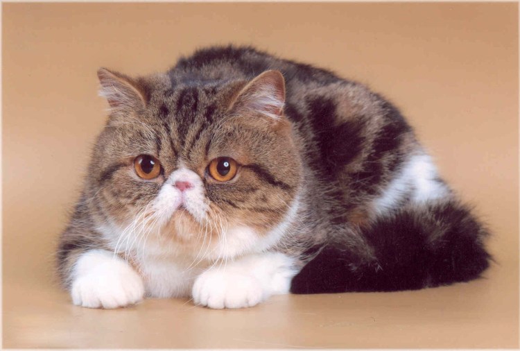 Перс экзот короткошерстный пятнистый
