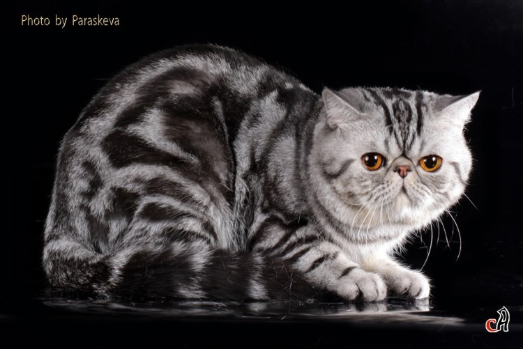 Экзот Пойнт