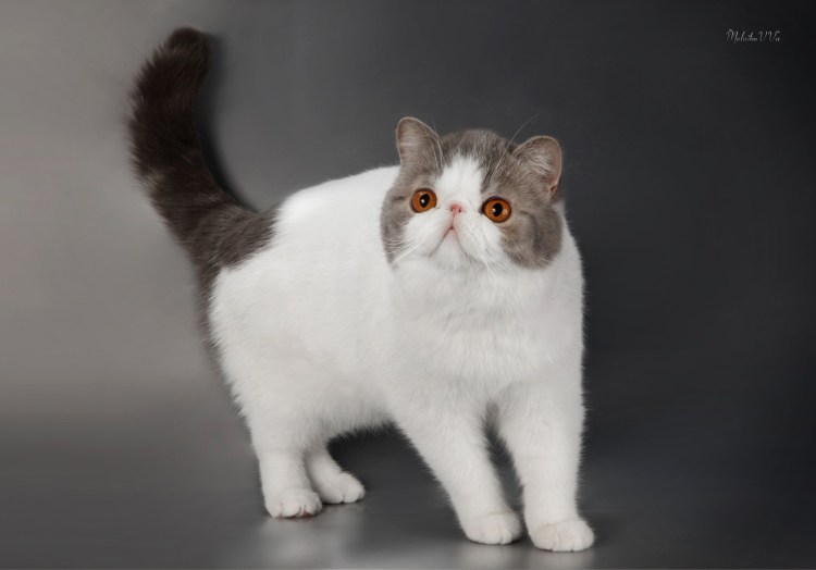 Экзот кошка