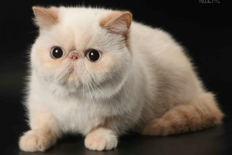 Экзот кошка короткошерстный белый