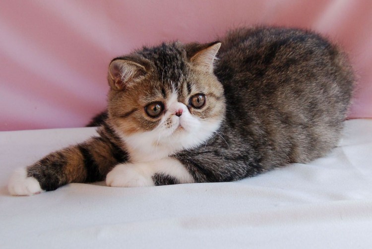 Кот экзот черный